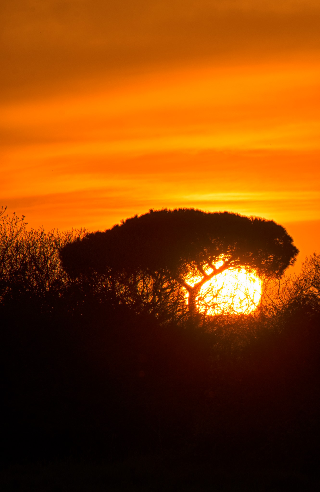 Fragili come i pini: il destino della natura e dell�Uomo